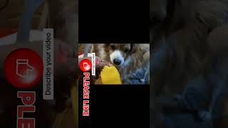 Dog Daily Vlog April 20, 2024 by Cakie Dog 12 views 3 weeks ago 7 minutes, 14 seconds