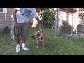 Dog Training & Canine Health : About Dog Harnesses Dog Training & Canine Health : About Dog Harnesses