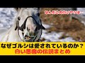 ゴルシ伝説のすべて