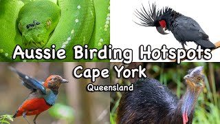 Birding Hotspots Special - Cape York, Queensland.