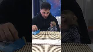 Kamil Zeynallı Və Meymun