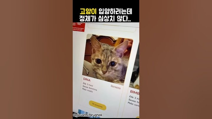 입양하려고 하는데 심상치 않은 정체의 고양이ㅋㅋ #동물  #고양이