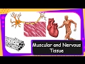 Exploring Animal Muscle and Nervous Tissues