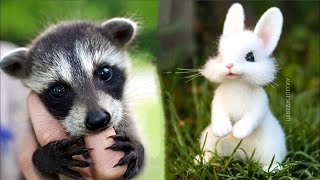 Cutest baby animals Videos Compilation Cute moment of the Animals