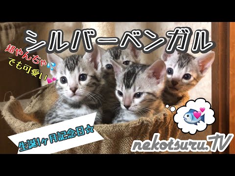 ベンガル猫 Bengal Cat Youtube ベンガル猫 Bengal Cat Youtube