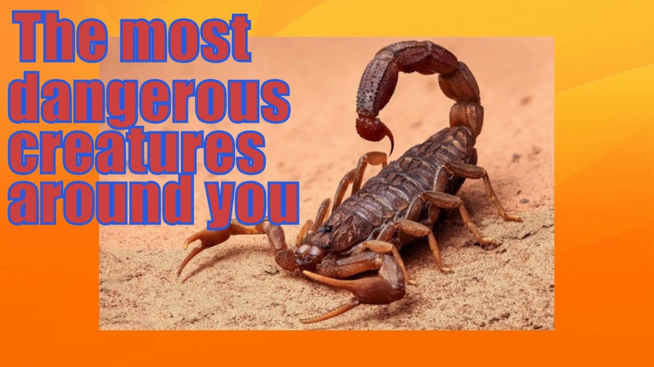 The Most Dangerous Creatures Around You YouTube the-most-dangerous-creatures-around-you-youtube