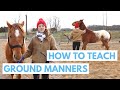 How to Teach a Horse Ground Manners (Easy Methods)