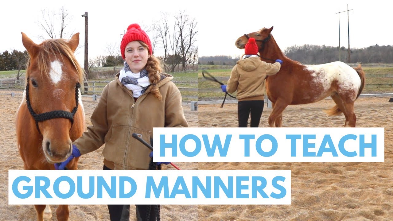How to Teach a Horse Ground Manners (Easy Methods) YouTube