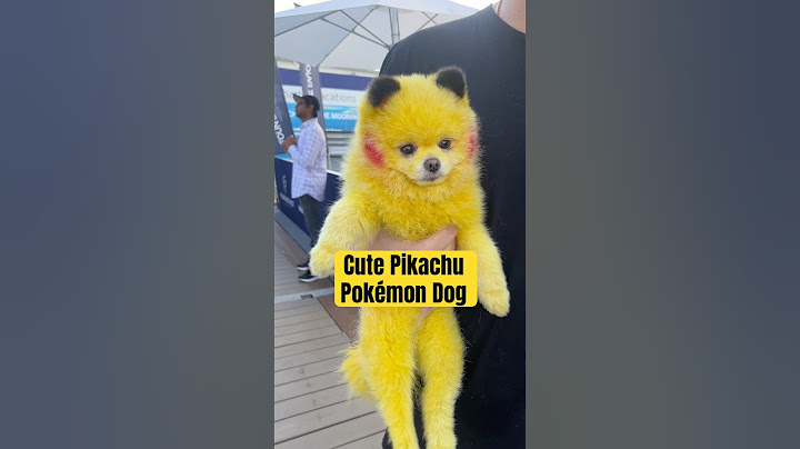 Cute Pikachu #Pokémon Dog #cutedog #dogshorts #doglover #pikachu #doglovers #doglife #pokemon #dogs