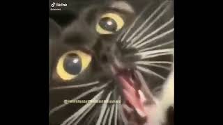 Dramatic Cat