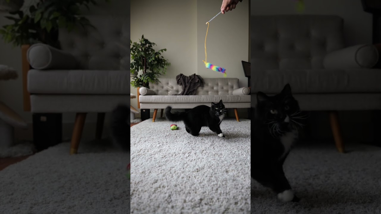 This cat is awesome! 