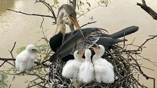 Anhinga: 130 Days of Survival from Egg | Snake-Like Hunting Skills
