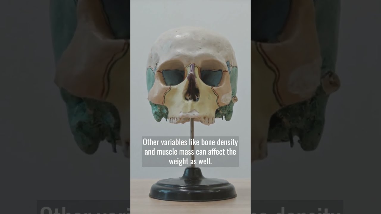 How Much Does a Human Head Weigh