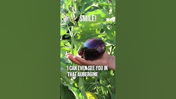When should you harvest your Aubergines / Eggplants?