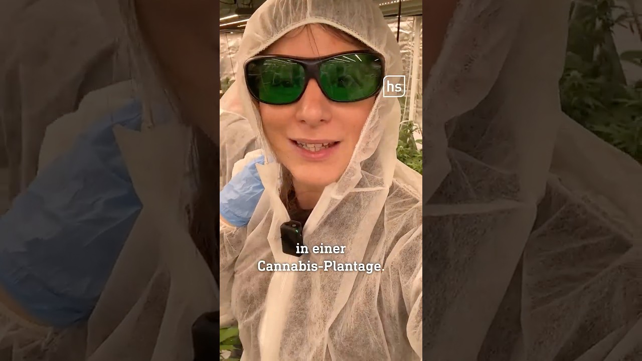 Geheime Cannabis-Plantage in Hessen - so sieht's hier aus 