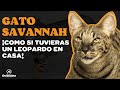 GATO SAVANNAH: CURIOSIDADES