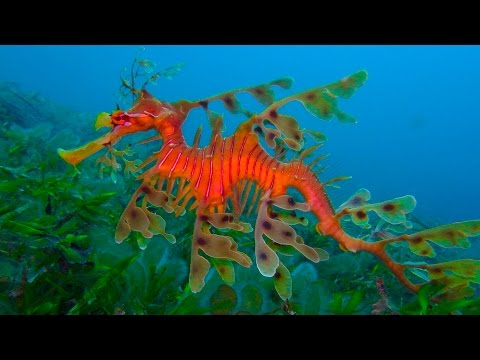 Морской конёк тряпичник (Leafy seadragon)