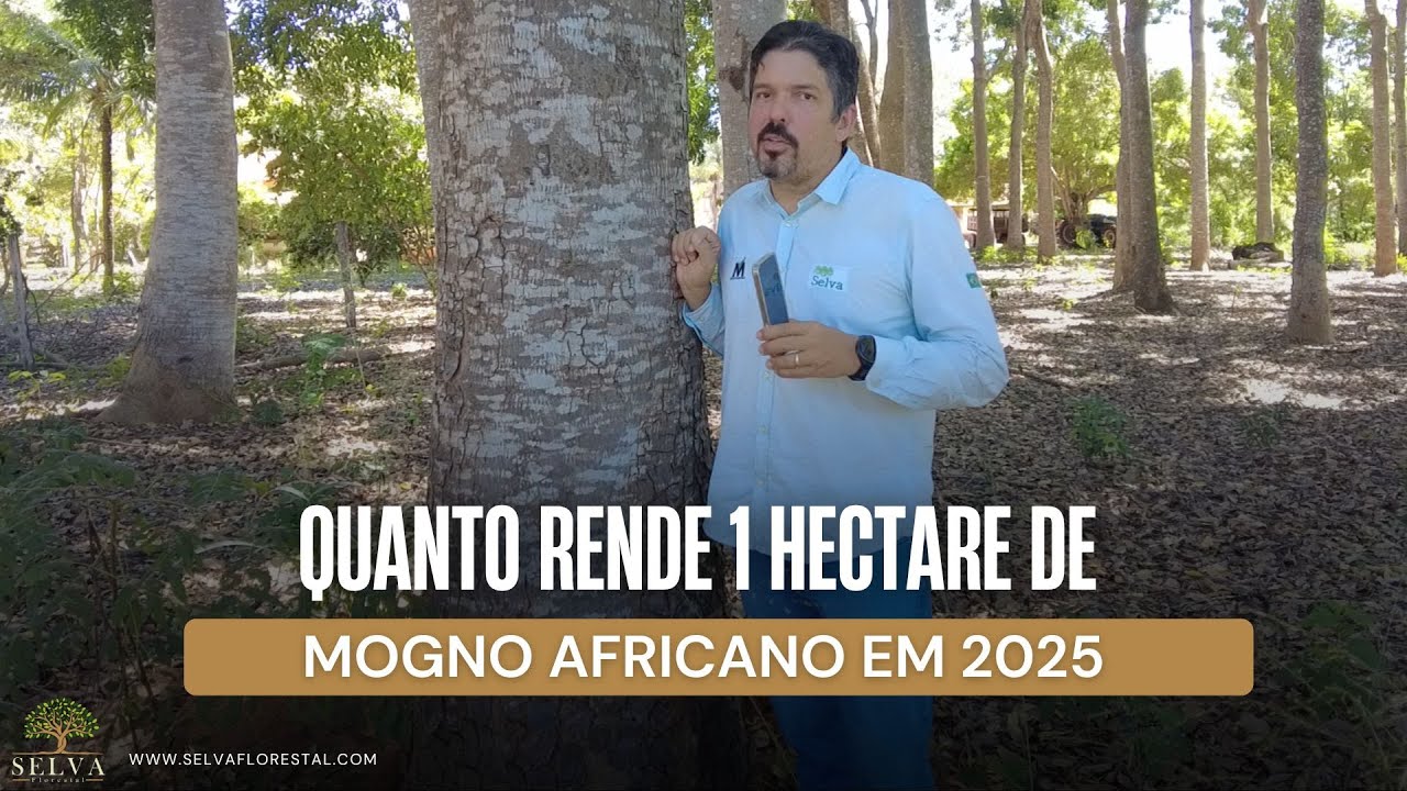 QUANTO RENDE 1 HECTARE DE MOGNO AFRICANO EM 2025
