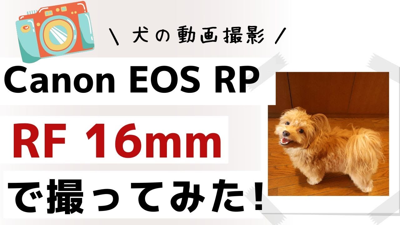 お迎え初日 超かわいい生後３ヶ月のポメプーの子犬 Youtube