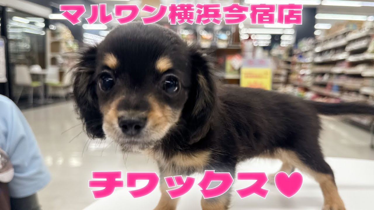 MIX（チワワ×ミニチュアダックスフント） | ペットショップ マルワン