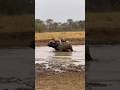 Buffalo vs Lion… She Turns the Hunt Around 🐃🔥