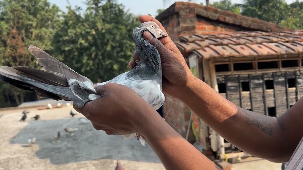 হাট থেকে নতুন পায়রা নিয়ে আসলাম 🕊️🧿