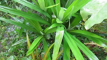 Qhia tshuaj zoo plawv zoo ntshav zoo pw tsaug zog zoo thiab muaj muaj zog