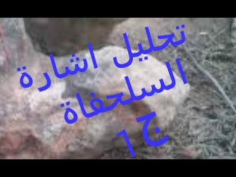 تحليل اشارت السلحفاة مقطوعة الراس Headless Turtle Signal Analysis