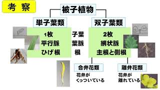 中１理科 大日本図書 単元１ 植物の生活と種類 １章 植物のなかま分け Youtube