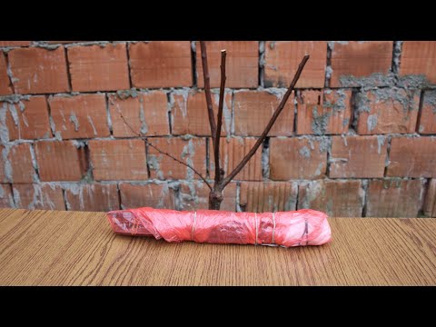 How to collect and store scion wood for grafting fruit trees