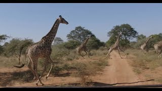 Giraffe Conservation Foundation Twiga Tracker - Tagging Giraffe in Zimbabwe
