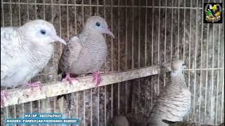 Kamis barokah perkutut mistis ambyaaar.. 