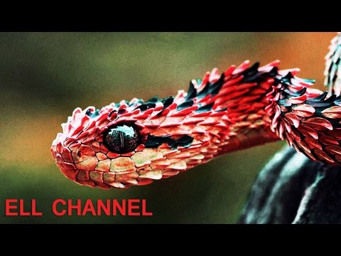 საინტერესო ფაქტები გველების შესახებ