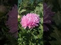 Такі прекрасні айстри вперше виростила!!!!