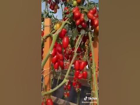 альфонс томат от агрофирмы партнер - YouTube