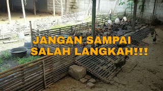 SEBELUM MEMULAI USAHA BEBEK PEDAGING