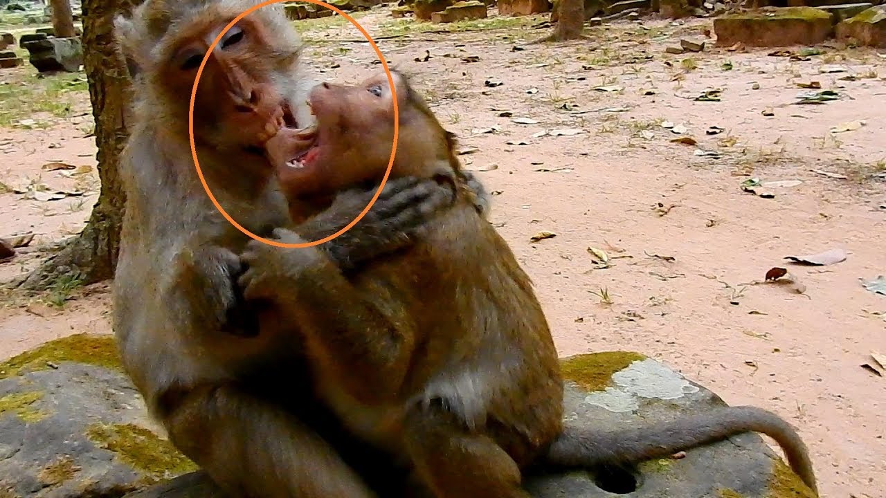 Oh Lord very dangerous Sweet Pea!! Why Sweet biting with Felix like this? I scare.