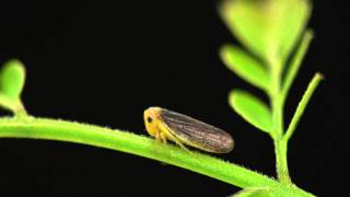 Macropsis male competition