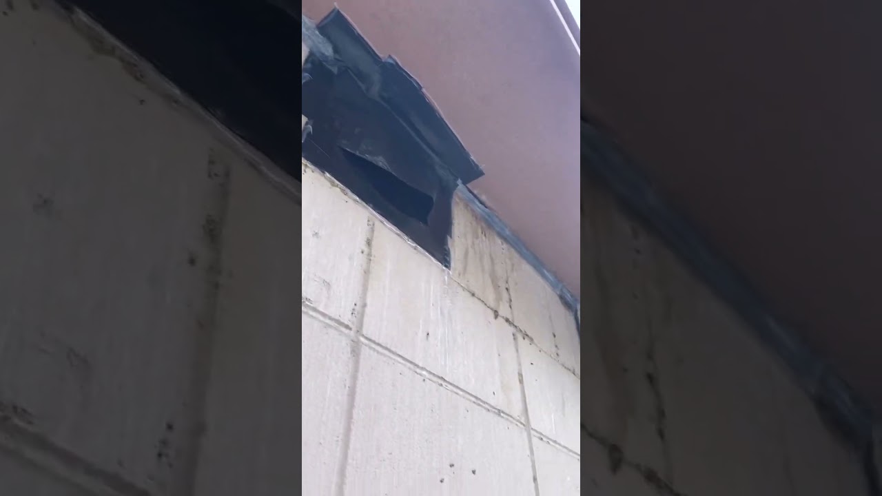 Go Pro Wildlife Removal | Identifying Bat Problems