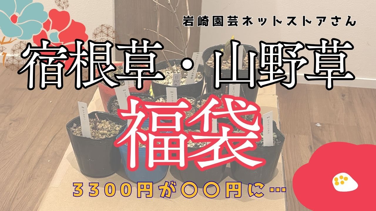 【福袋】宿根草・山野草福袋！（岩崎園芸ネットストアさん2026.1）