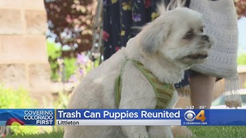 Puppies Found In Trash Can Reunite