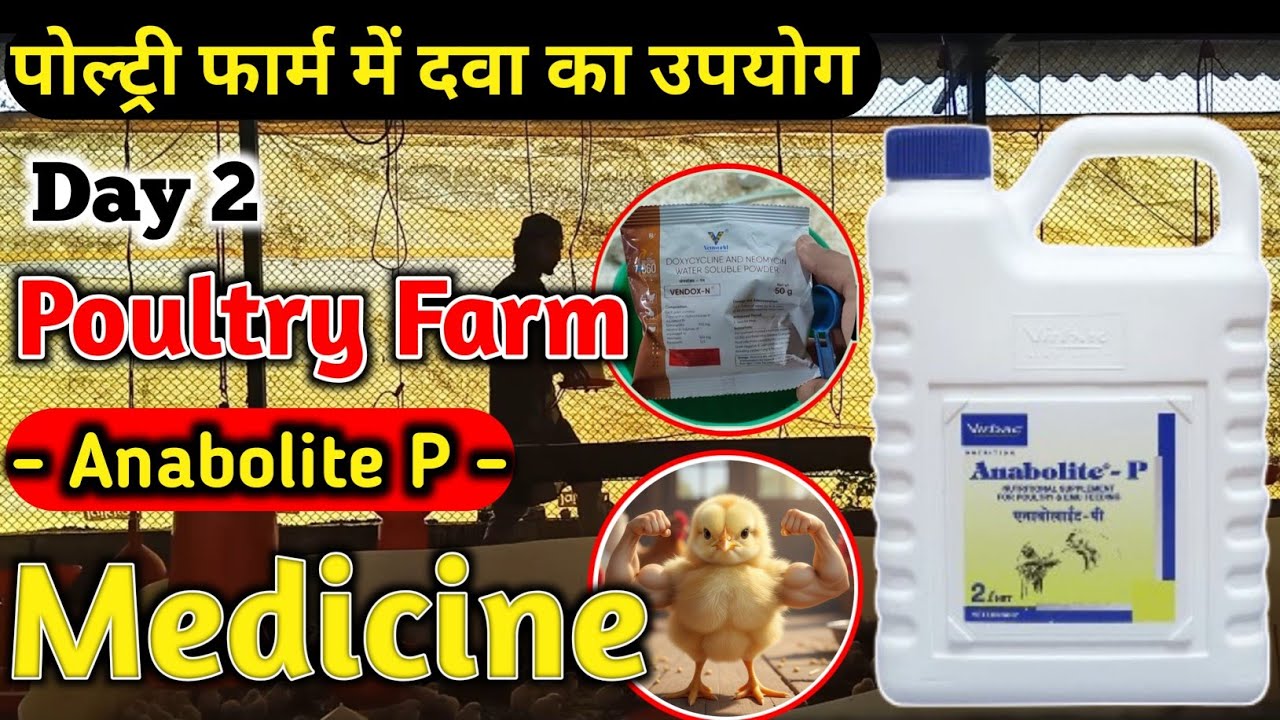 Poultry Medicine - Anabolite-P Medicine |❗️Vitamin Tonic❗️Day 2 Medicine❗️