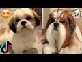  shih tzu dogss  shih tzu compilation  tiktok trends 