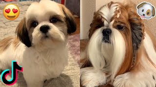 SHIH TZU DOGS VIDEOS  SHIH TZU VIDEO COMPILATION  TIKTOK TRENDS ✨