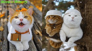 Try Not To LAUGH CATS Videos 😁 Funny Cat Memory 😹😍 #16