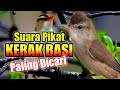 Suara pikat kerak basi//suara pikat kerak basi paling dicari & paling ampuh