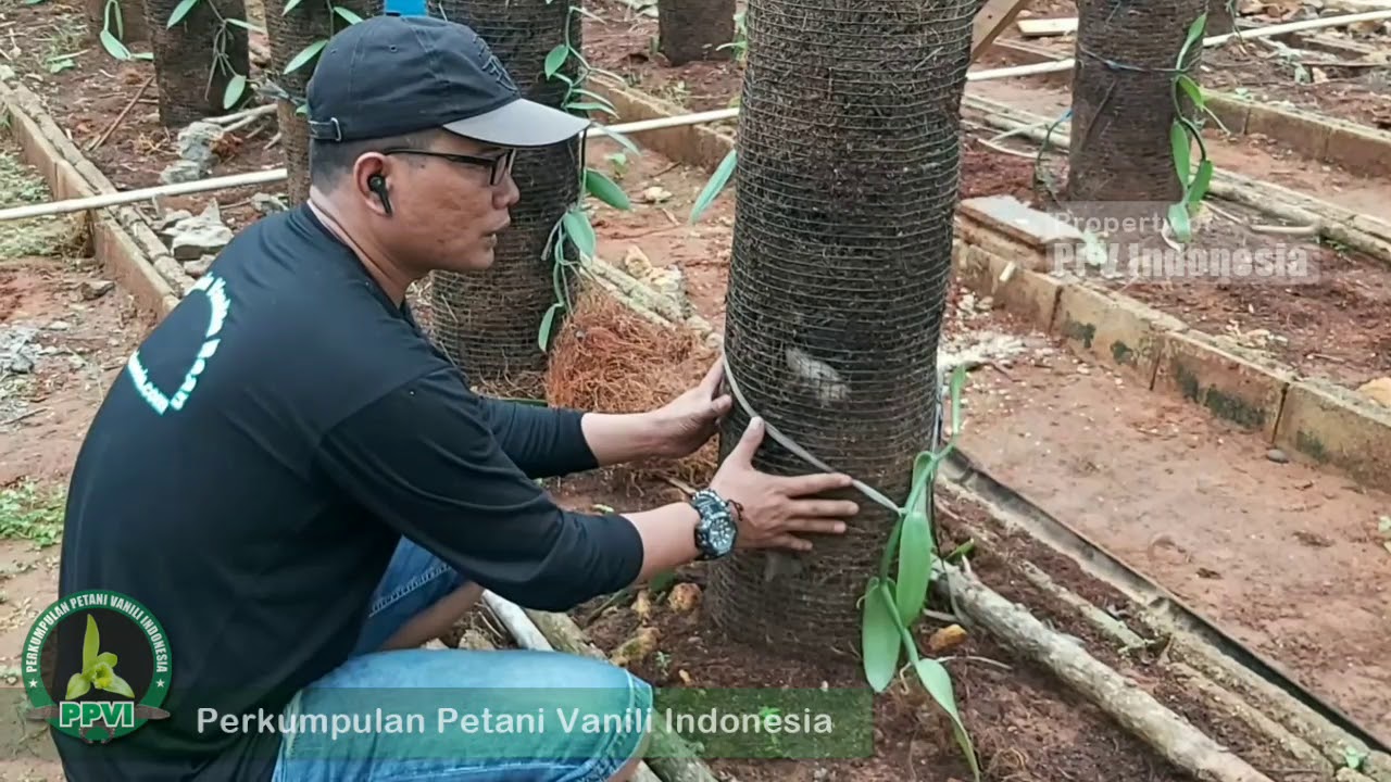 Model Tajar Mati Seperti Ini Cocok Untuk Tanam Vanili?