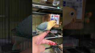 Biola Pb Vio Ternak Lovebird Kakcek Bird Farm