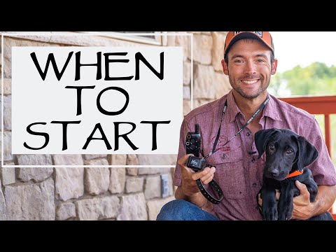 Is Your Dog Ready To Start Collar Conditioning?