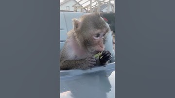 Monkey snacks on delicious grasshopper